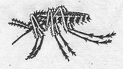 Embroidery Design: Mosquito 2.92w X 1.54h