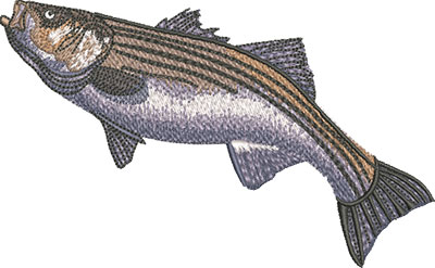 striped bass swim embroidery design