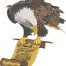 eagle and scroll embroidery design