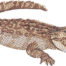 outback crocodile embroidery design