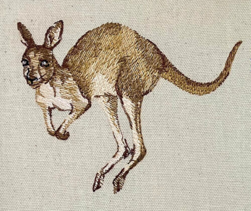 outback kangaroo