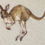 outback kangaroo