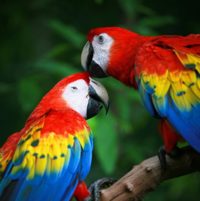 macaw parrots color theory