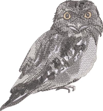 outback frogmouth design