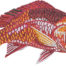 red snapper embroidery design
