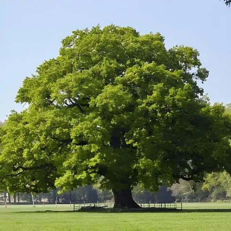 nature blog oak tree