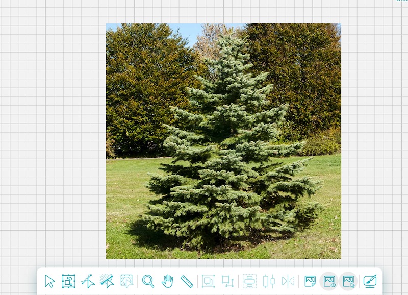 nature blog pine tree 1